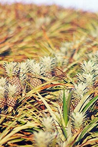 Ананасы на грядках