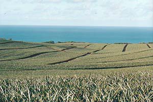Пейзажи по дороге на Джоуз