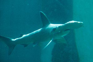 Где же горе-серферы?